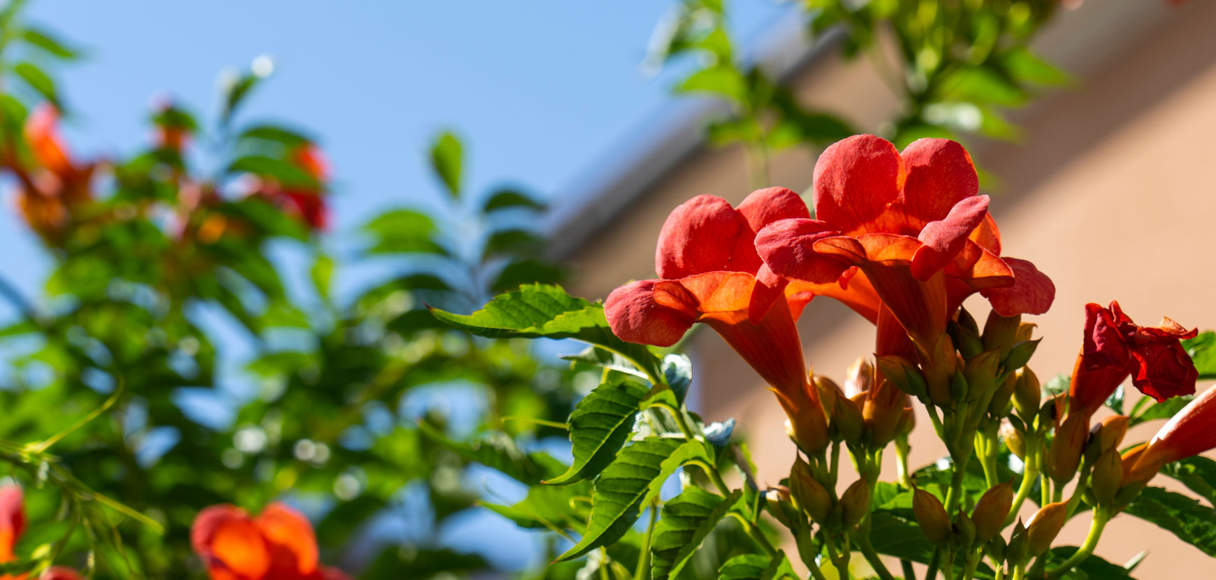 Plantes grimpantes, d&eacute;couvrez nos nouveaut&eacute;s pour enchanter votre ext&eacute;rieur 