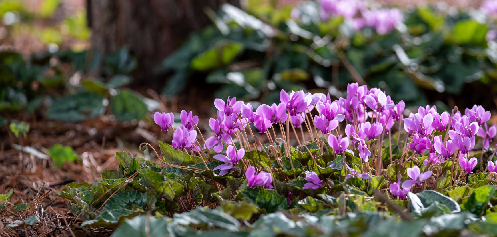 Ambiance sous-bois : &eacute;gayez vos espaces ombrag&eacute;s !