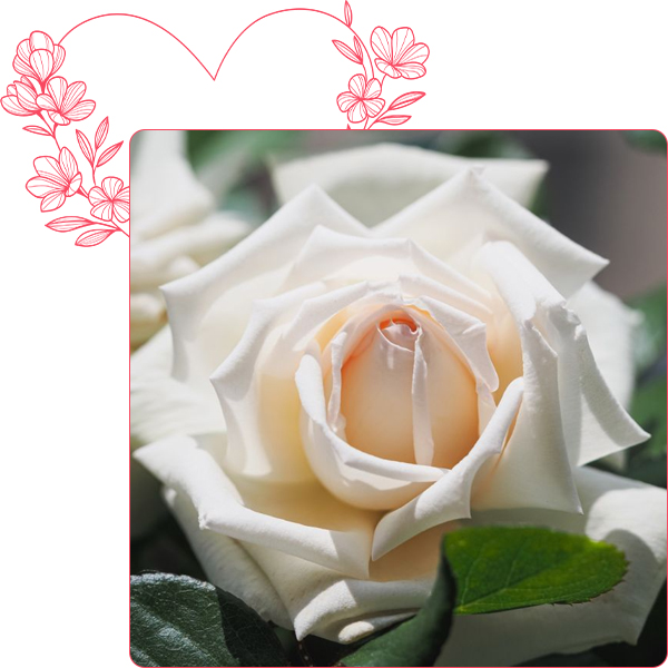 Rosier ANGGUN &reg; Meibokir