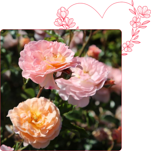 Rosier Apricot DRIFT&reg; Meimirote