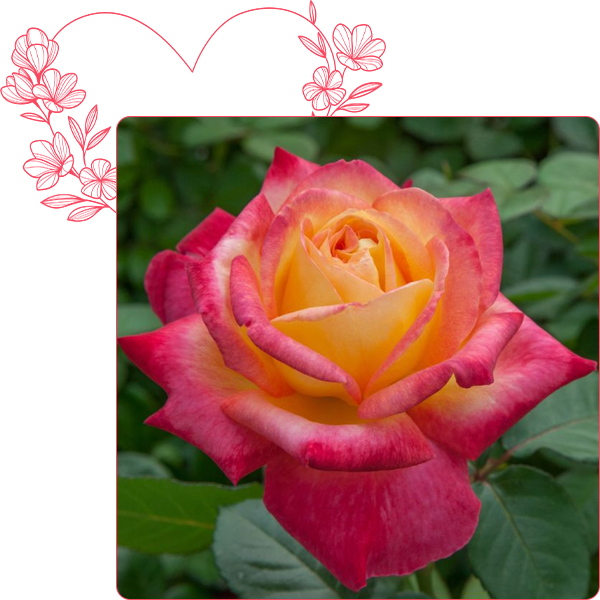 Rosier Oriental PEACE &reg; Baipeace