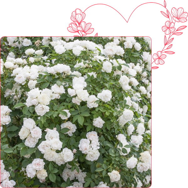 Rosier Cr&egrave;me CHANTILLY &reg; Meiradena