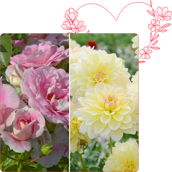 Rosier BONICA &reg; Meidomonac