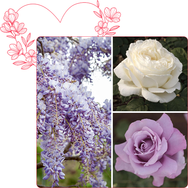 Rosier JEANNE MOREAU &reg; Meidiaphaz