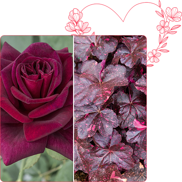 Rosier Black PERFUMELLA &reg; Meizhoro