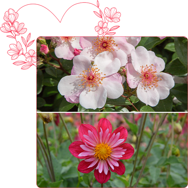 Rosier ASTRONOMIA &reg; Meiguimov