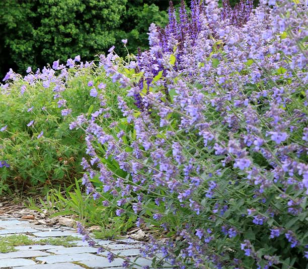 Lavande, n&eacute;p&eacute;tas et sauges