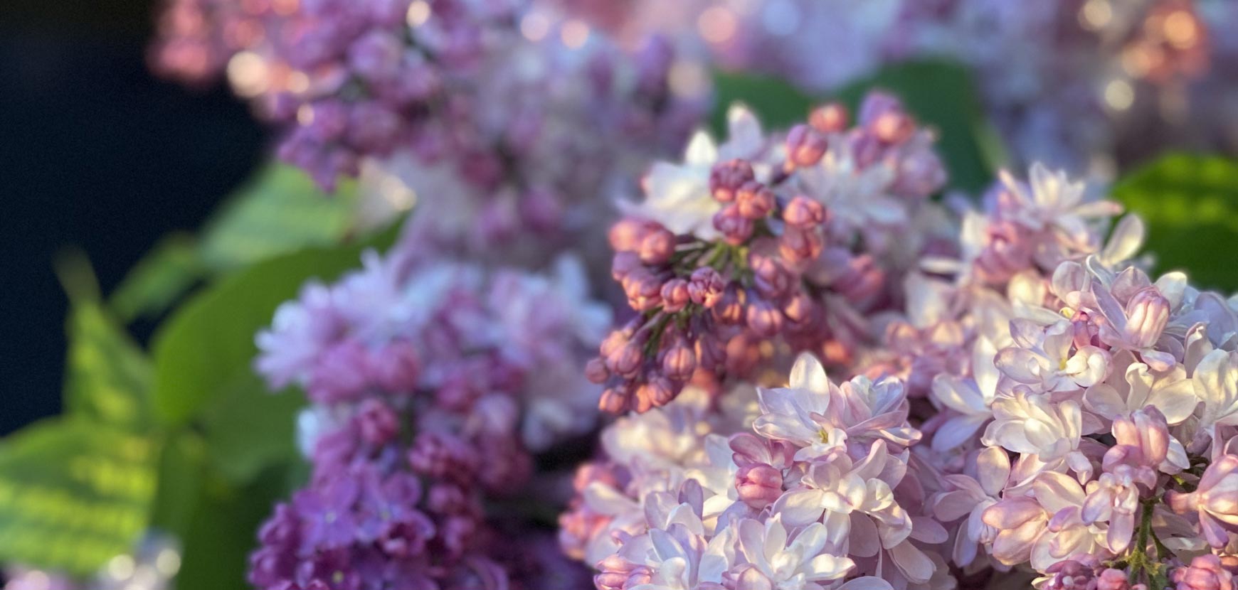 Lilas : Conseils de plantation, taille et entretien