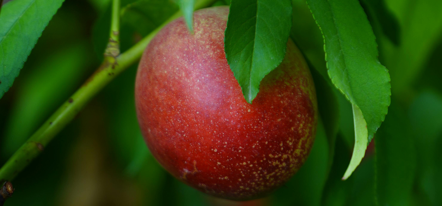 Nectariniers : conseils de plantation, taille et entretien