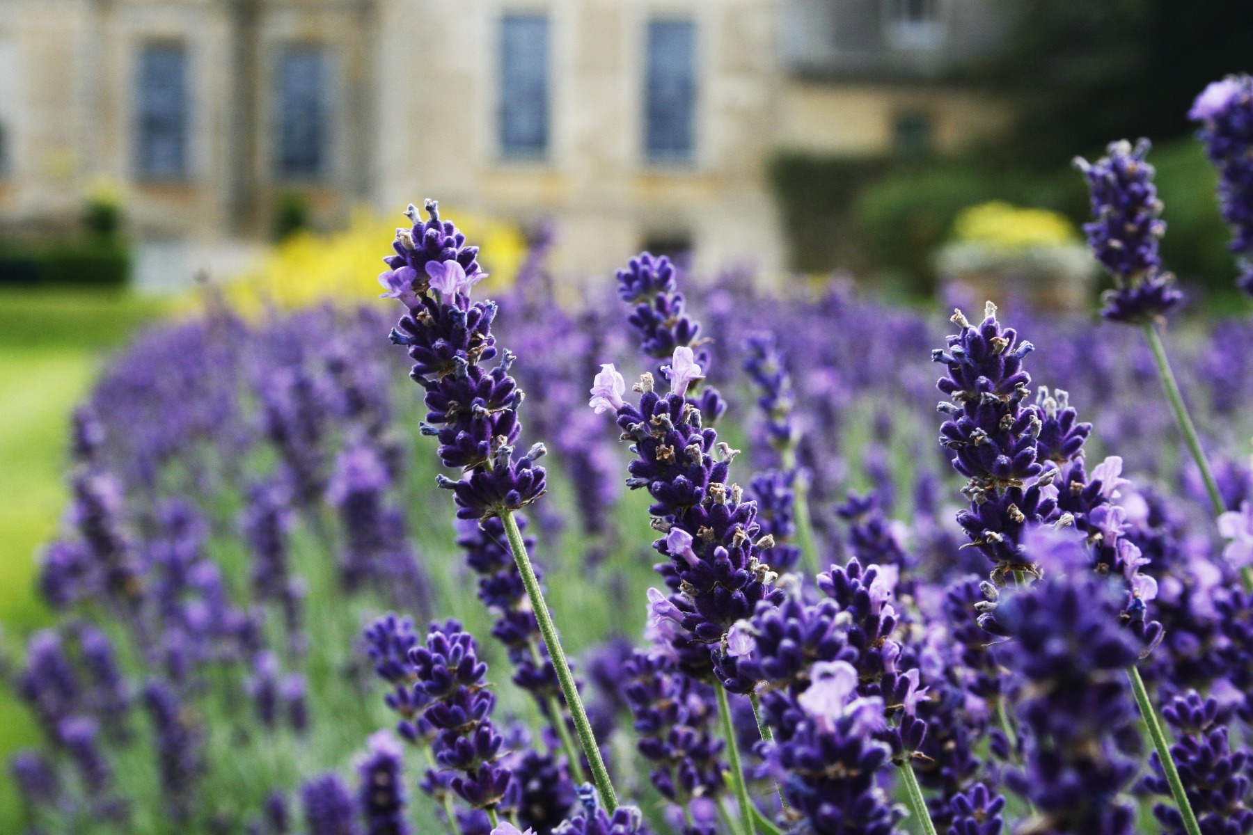 /media/wysiwyg/conseils-inspi/pagechapeauambiances/vivaces_lavandes_type_Hidcote_aromatiques_bordures_jardin_pixabay_lavender-4802258.jpg