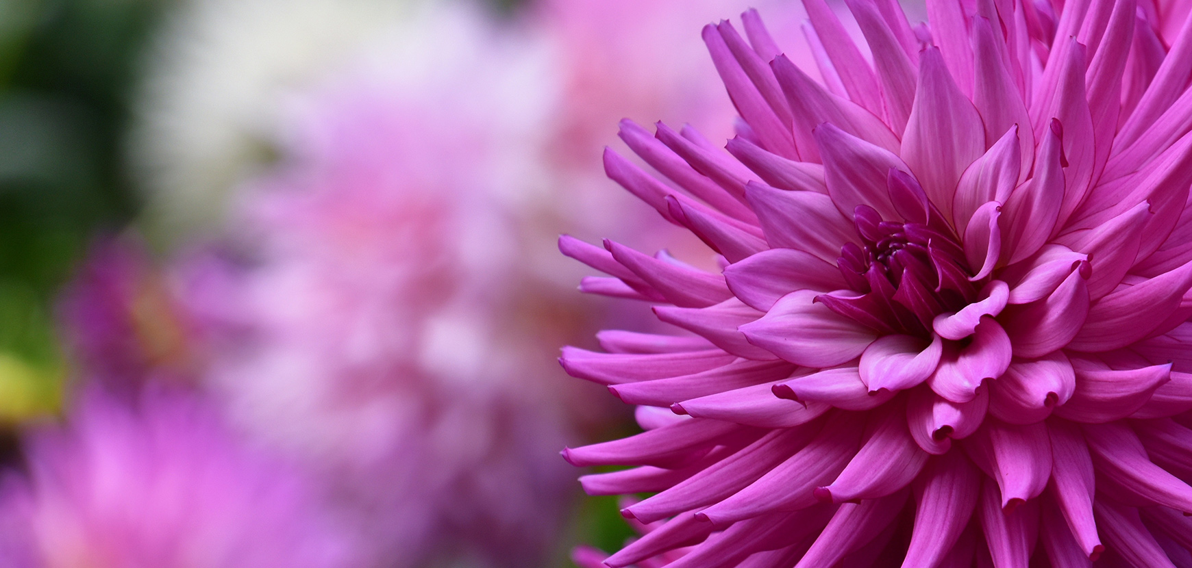 Nos inspirations fleurs &agrave; bulbes