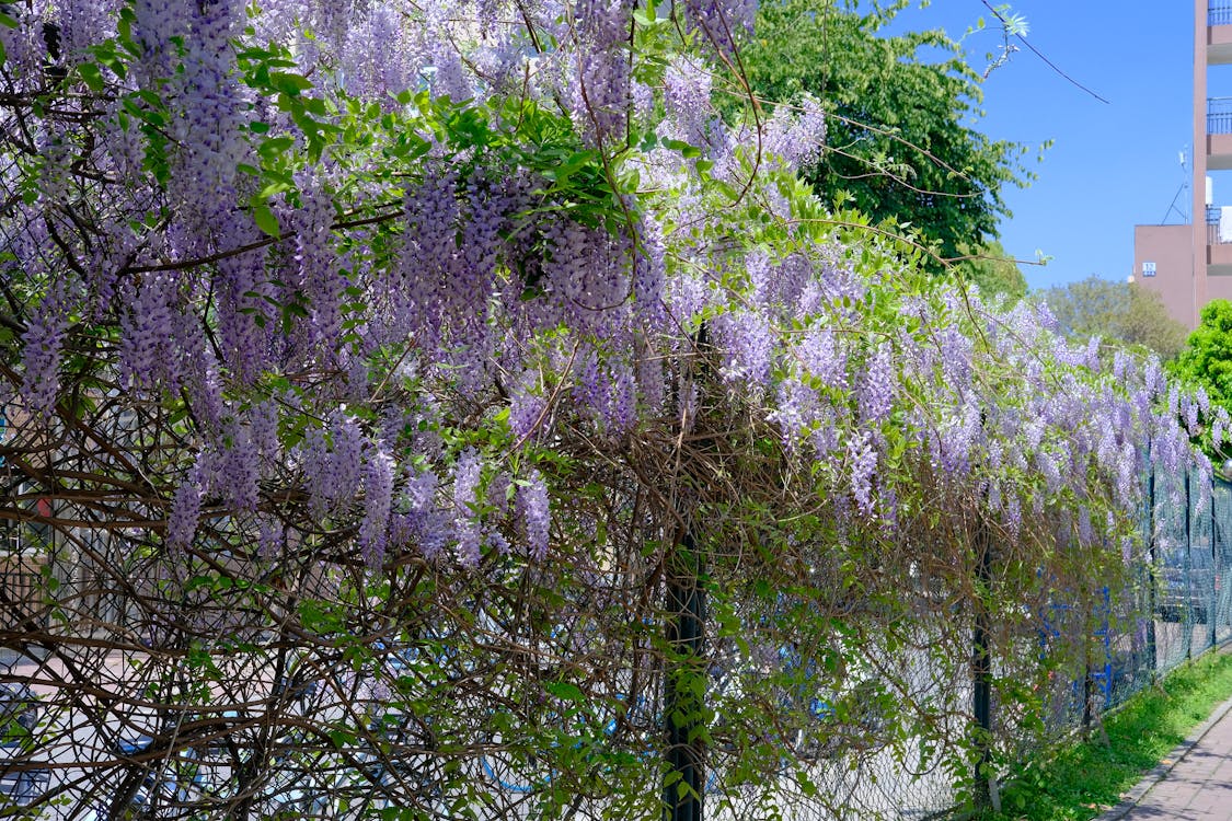 /media/wysiwyg/conseils-inspi/pagechapeauinspigrimpantes/free-photo-of-nature-violet-printemps-arbre.jpeg