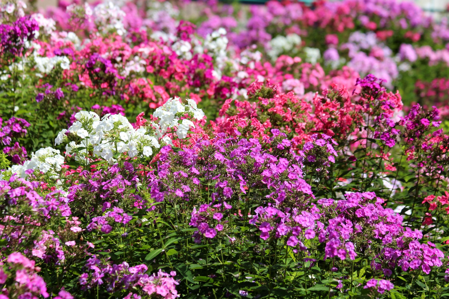 /media/wysiwyg/conseils-inspi/pagechapeauinspivivaces/vivaces_Phlox_paniculata_champs_ambiance_pixabay_gratuit_phlox-3681272.jpg