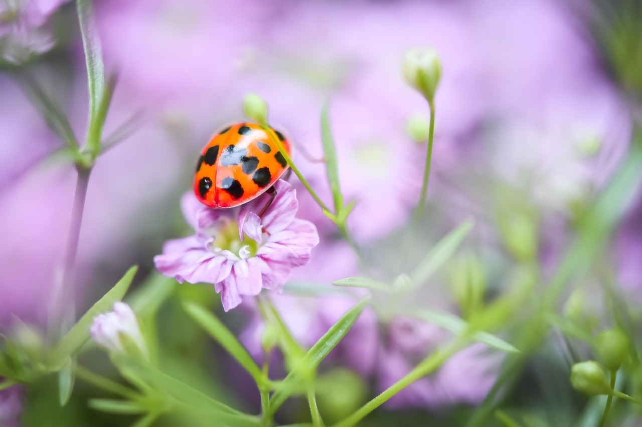 /media/wysiwyg/conseils-inspi/pagechapeauprintemps/ladybug-7273814_1280.jpg