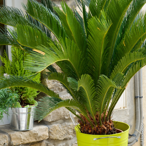 /media/wysiwyg/conseils-inspi/palmier/a059_cycas_revoluta_pm123954.jpg