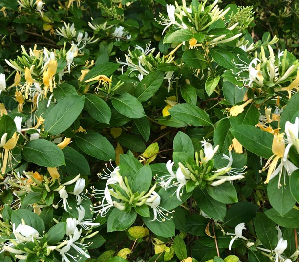 Ch&egrave;vrefeuille