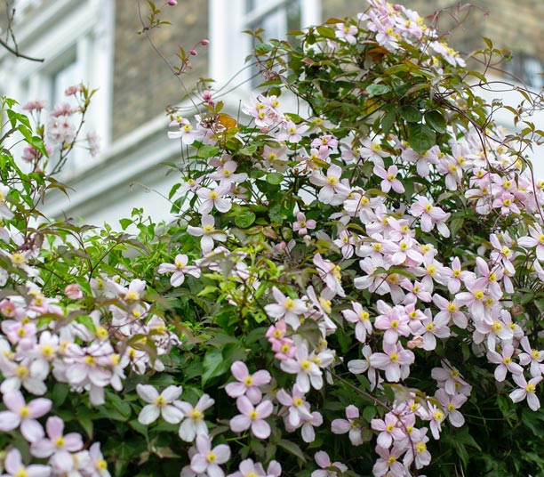 Cl&eacute;matites roses