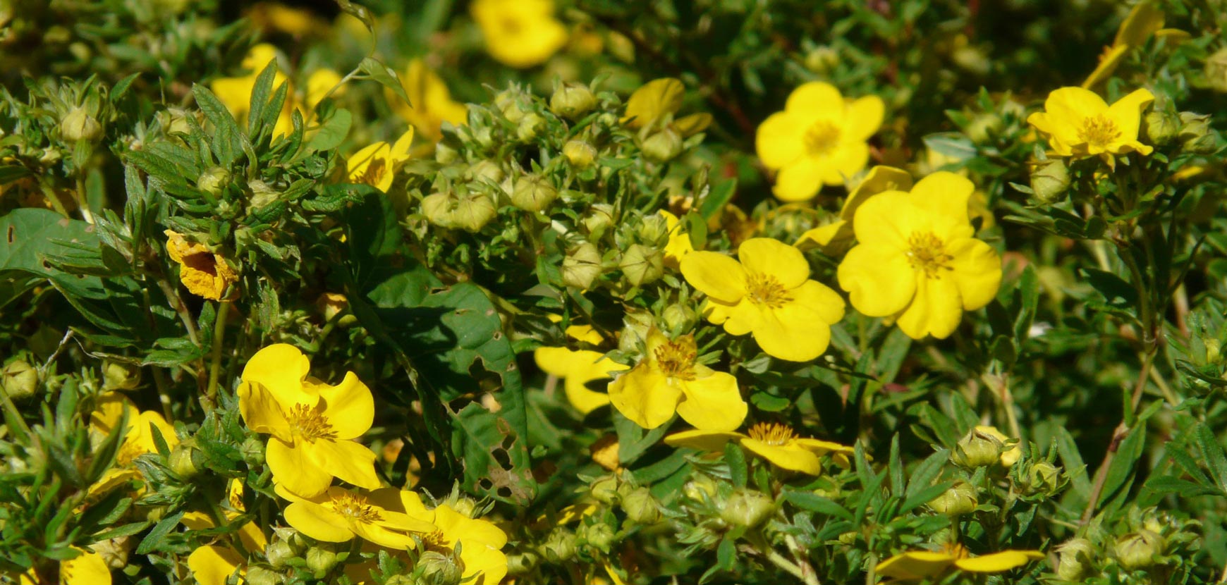 Potentille arbustive : conseils de plantation, taille et entretien