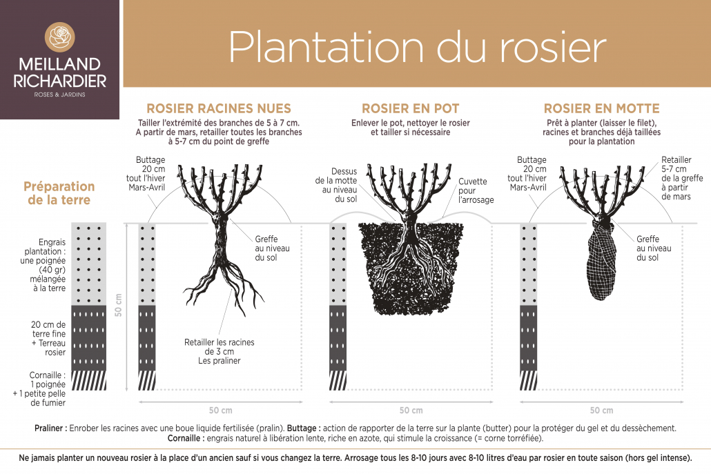 plantation rosier