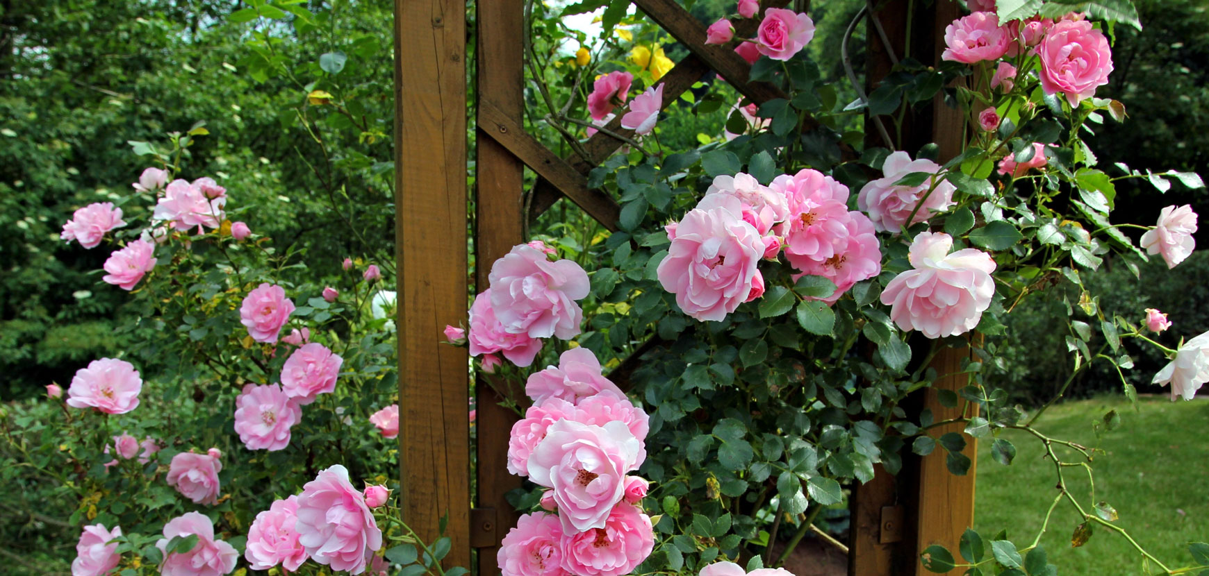 Rosiers grimpants : conseils de plantation, taille et entretien