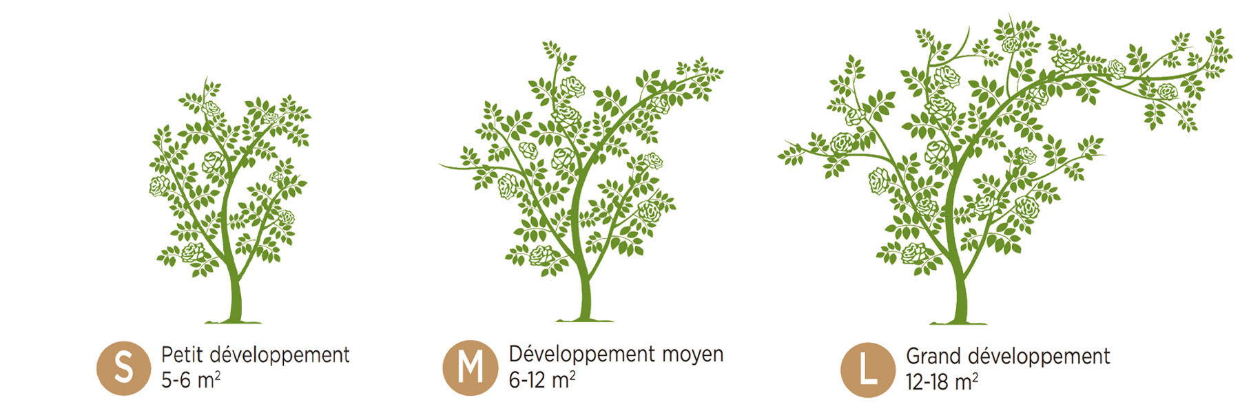 guide des tailles grimpants