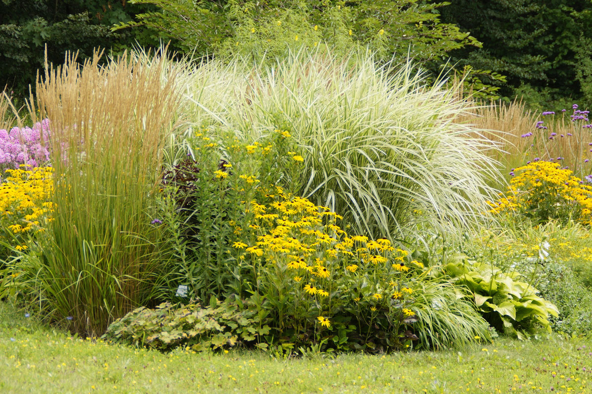 /media/wysiwyg/conseils-inspi/vivaces/botanical-garden-illu2.jpg