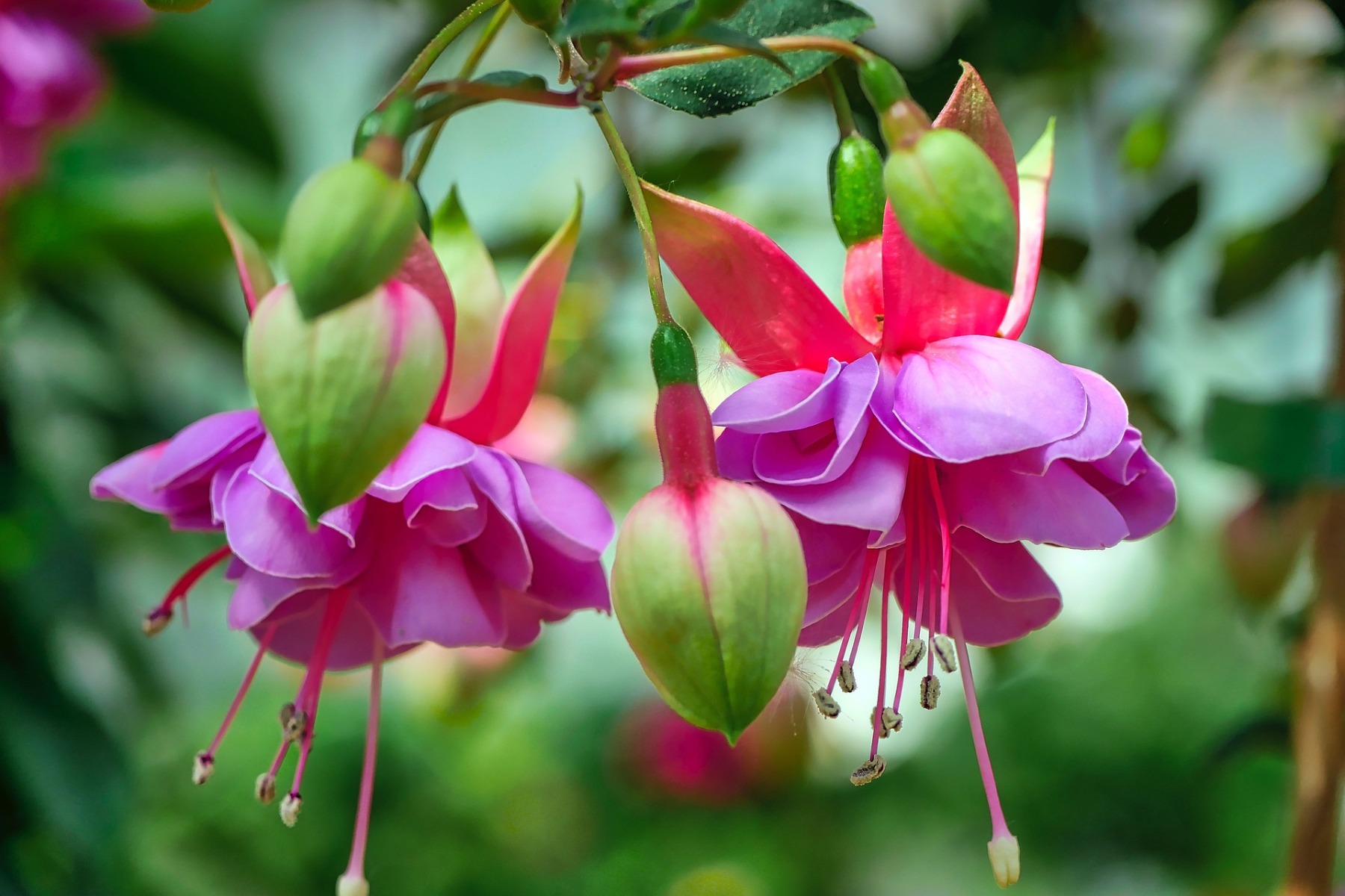 /media/wysiwyg/fuchsia-wind-chime-3402354_1920.jpg