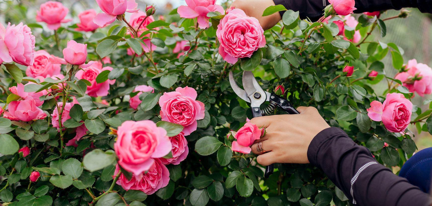 Lexique du jardinier