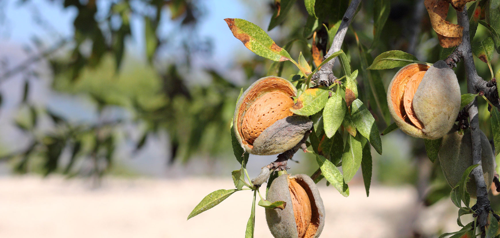 Amandier : conseils de plantation, taille et entretien