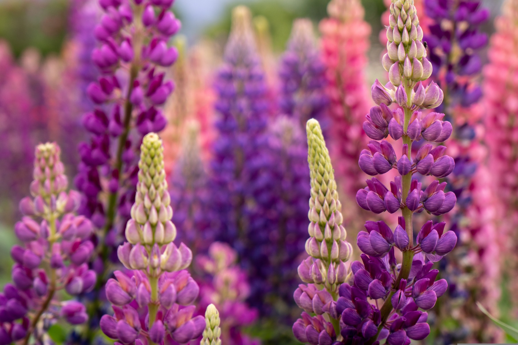 Une explosion de couleurs avec les Lupins de Russell !