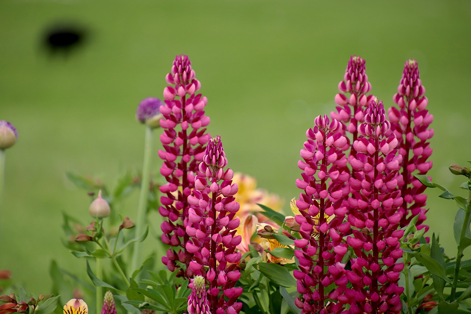 /media/wysiwyg/vivaces_ambiance_vivaces_lupins_pixabay_gratuit_lupines-4753230.jpg