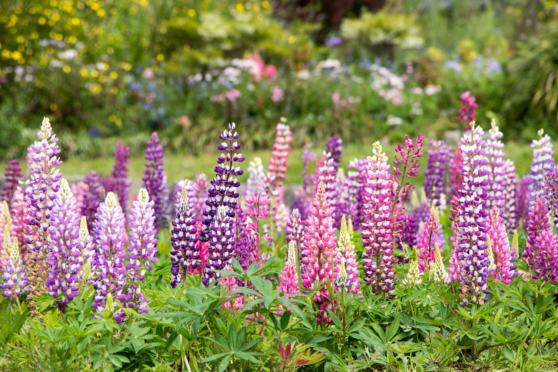 /media/wysiwyg/vivaces_lupins_m_lange_pixabay_gratuit_flowers-5859153.jpg
